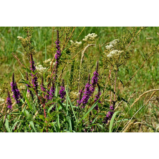 A6 Akkerbloemenmengsel 