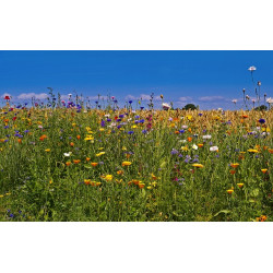 B1 Ruderaal  mengsel