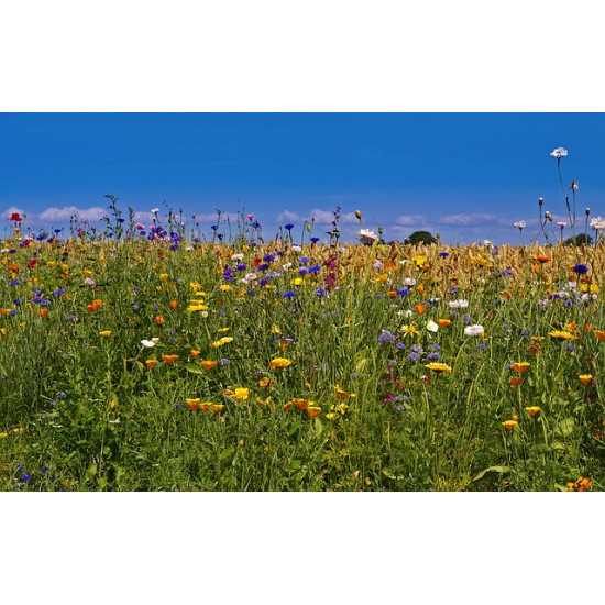 B1 Ruderaal  mengsel