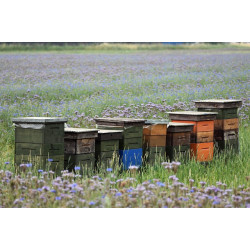 Brandenburger Bijenmengsel