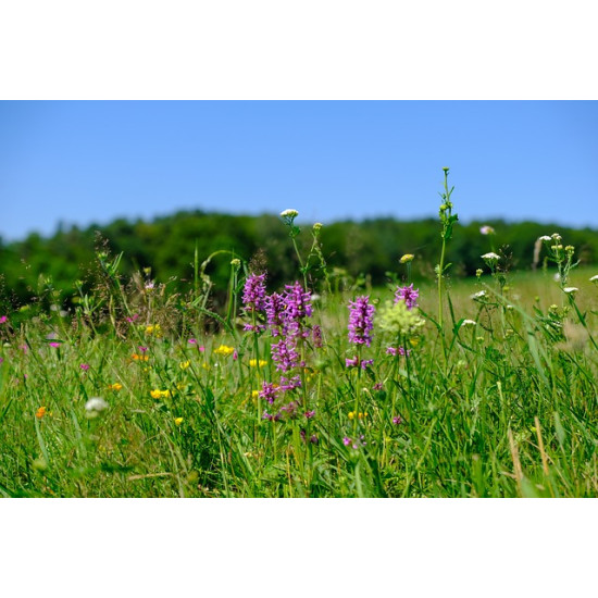 D1 Bloemenrijkgrasland 50/50 