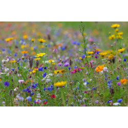 Dr1 Bloemrijk droge gronden 20/80