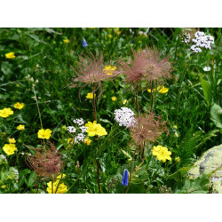 Dr2 Bloemenrijk droge gronden 50/50