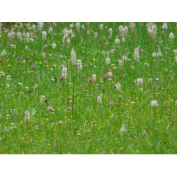 G1 Bloemenrijk grasland 