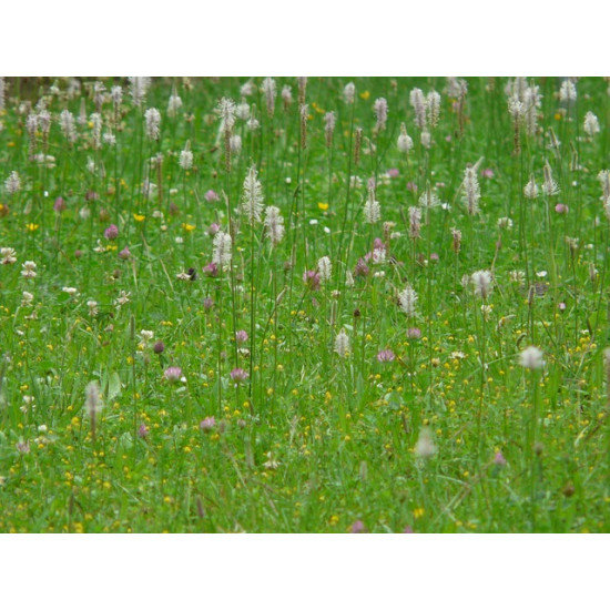 G1 Bloemenrijk grasland 