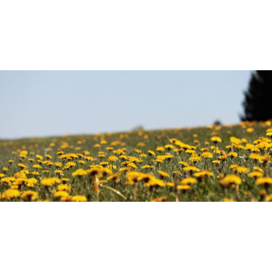 G2 Bloemenrijk grasland 