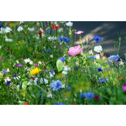 G3 Bloemenrijk grasland 