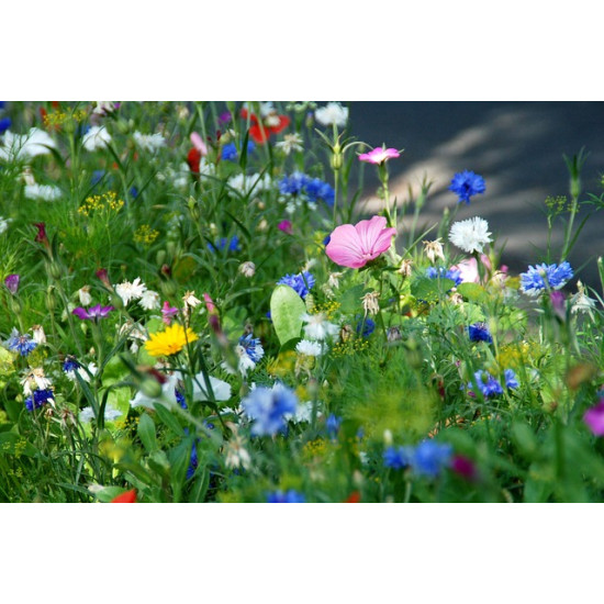 G3 Bloemenrijk grasland 