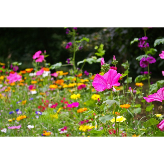 G4 Bloemrijk grasland 