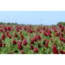 Inkarnaat klaver Puur 