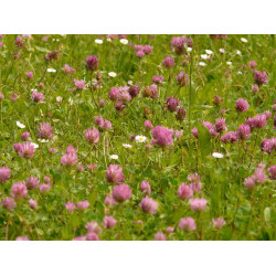 M1 Bloemenrijk grasland 