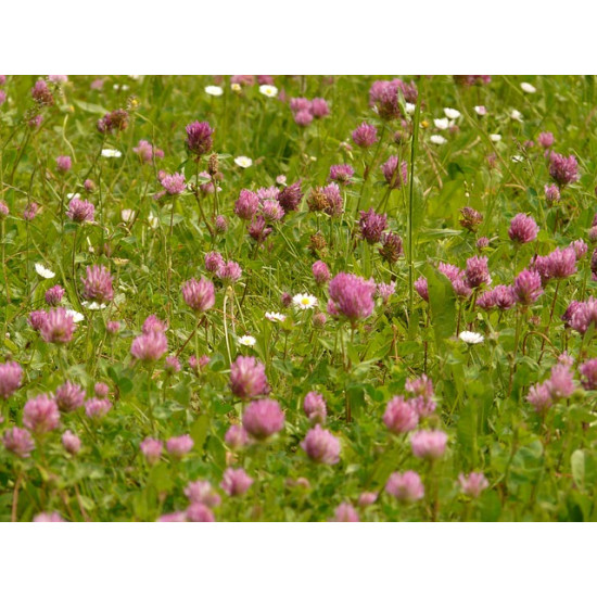 M1 Bloemenrijk grasland 