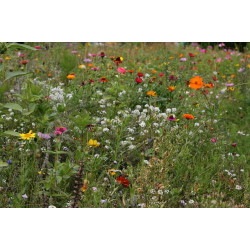 M4 Bloemenrijk grasland 