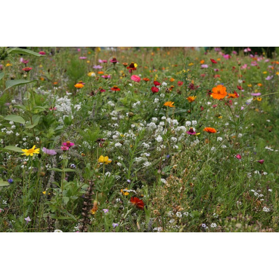 M4 Bloemenrijk grasland 