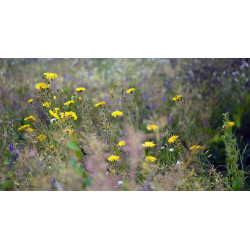 M5 Bloemrijk grasland 