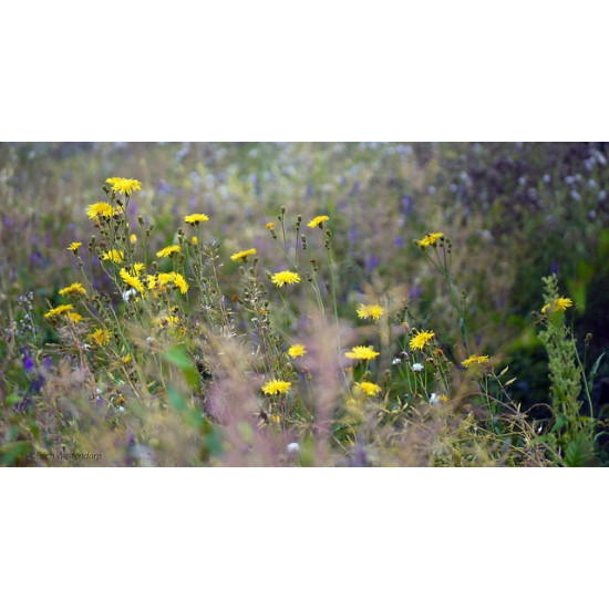 M5 Bloemrijk grasland 