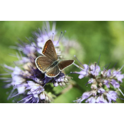 Nuttige insectenmengsel 