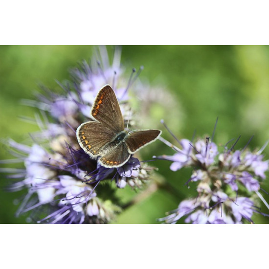 Nuttige insectenmengsel 