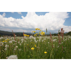 O1 Ruigbloemenmengsel 