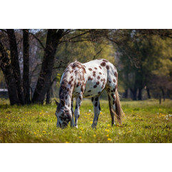 PW1 Paardenweide met kruiden 